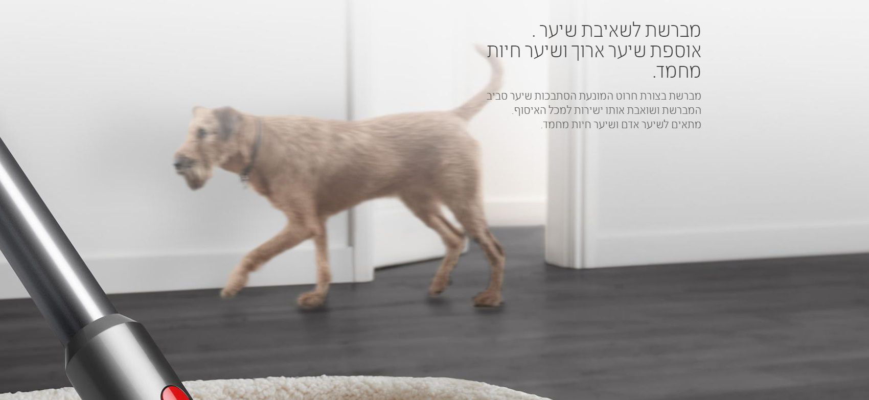 ����� ��� ������ ������ ���� ��� ����� Dyson V12 Detect Slim Absolute